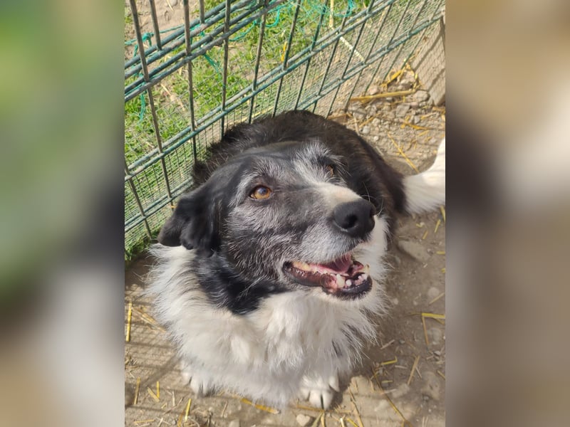 Liebenswerte und ruhige NESCHA