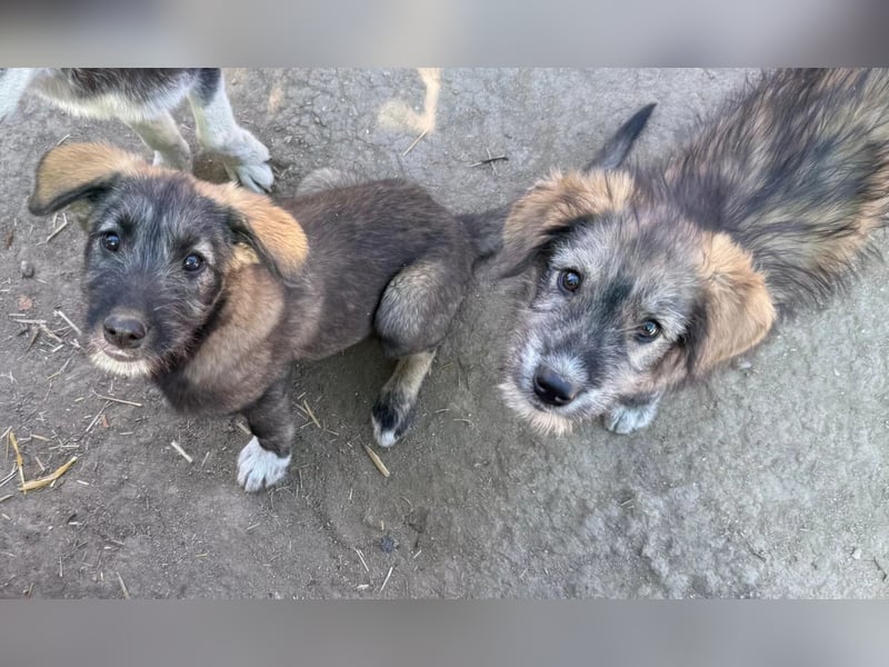 ENIE - verschmustes, menschenbezogenes Welpenmädchen sucht ihre Familie