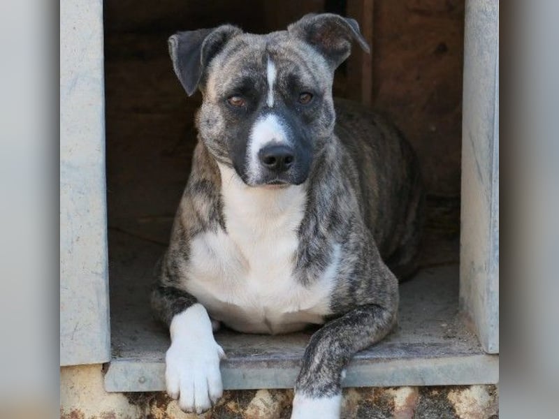 Niky lieb und ein bißchen schüchtern wartet auf seine Menschen Niky lieb und ein bißchen schüchtern wartet auf seine Menschen