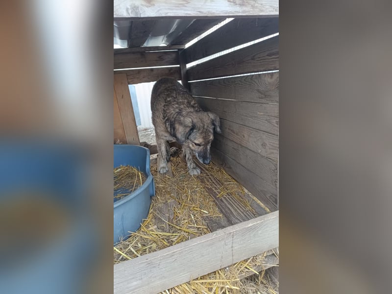 BEGHEI - schüchterner Senior sucht dringend sein Happy End