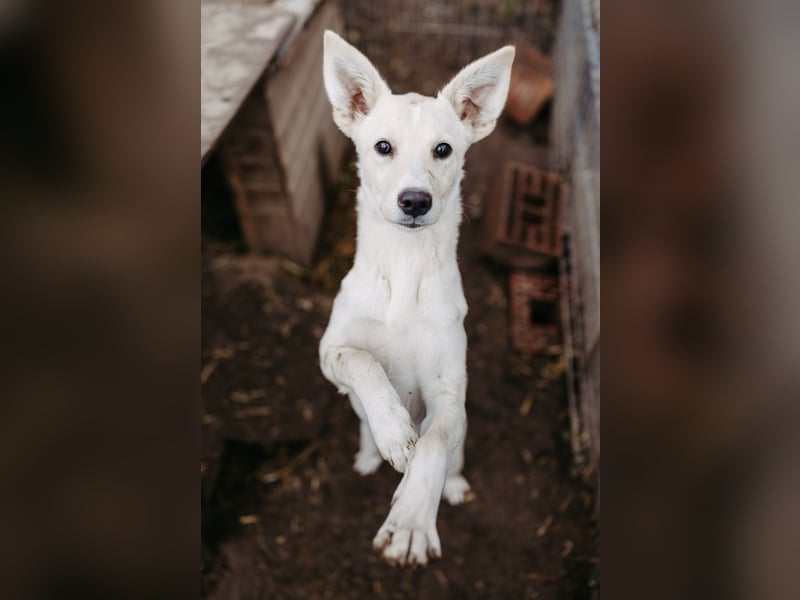 LENI - mutiges, kleines Hundemädchen sucht ihre Familie