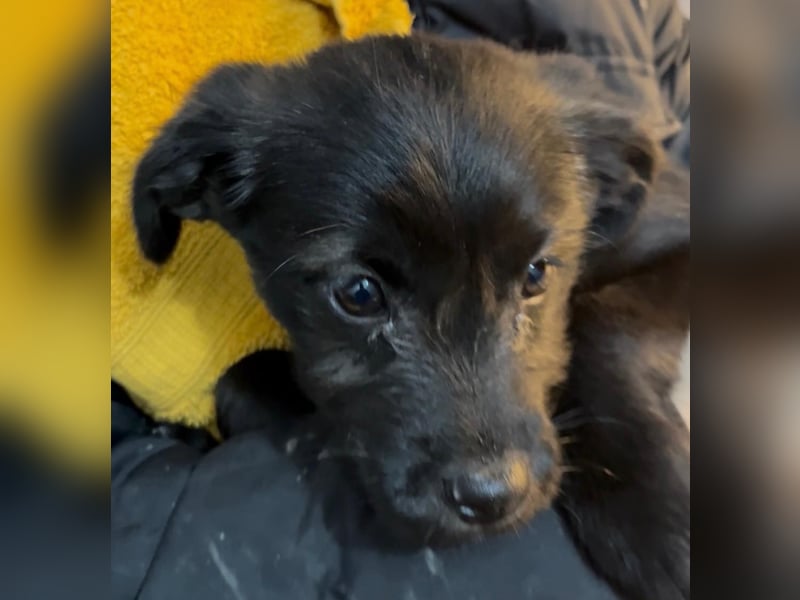 Welpe Cookie sucht seine Herzensmenschen