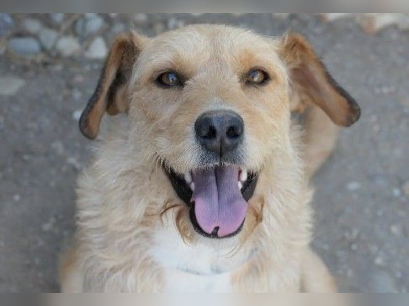 Verschmuste, liebe Lilli sucht erfahrenes Zuhause