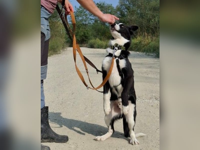 Lernwilliger, zauberhafter Jay-Jay sucht seine Familie