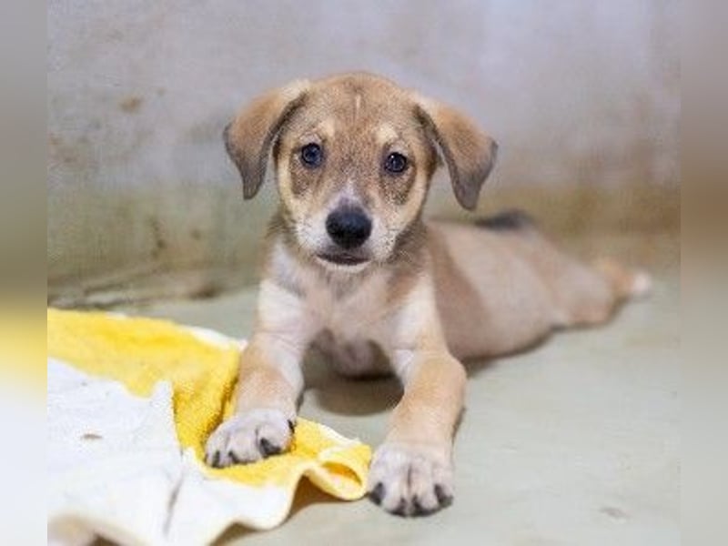 Zauberhafter, lieber Welpe Iovis sucht seine Menschen