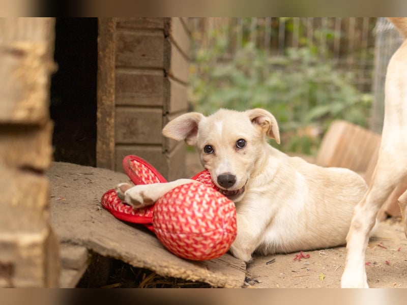 LENI - mutiges, kleines Hundemädchen sucht ihre Familie