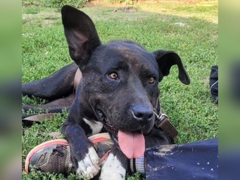 Luna P freundliche verspielte Hündin sucht