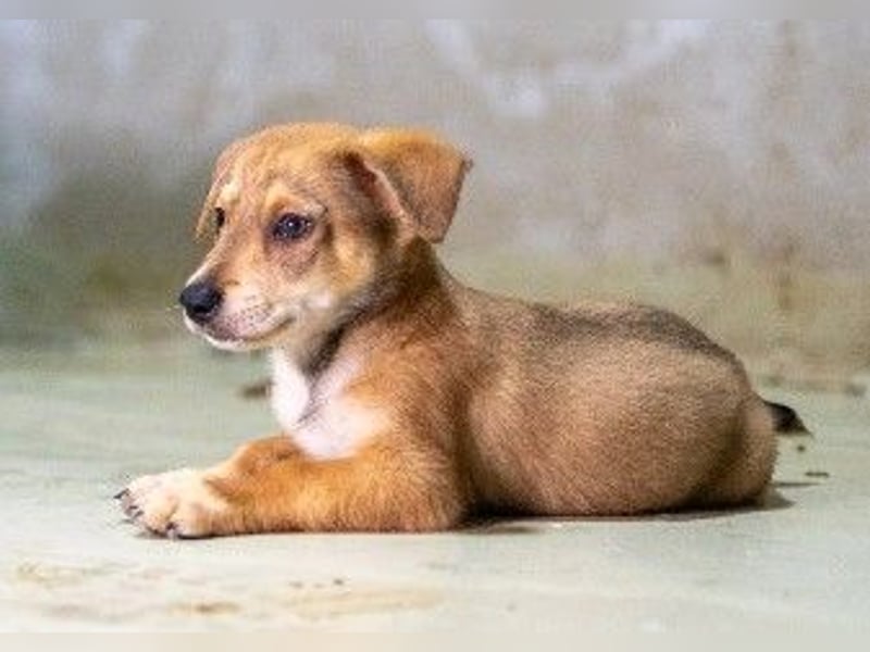 Zauberhafter, lieber Welpe Iovis sucht seine Menschen