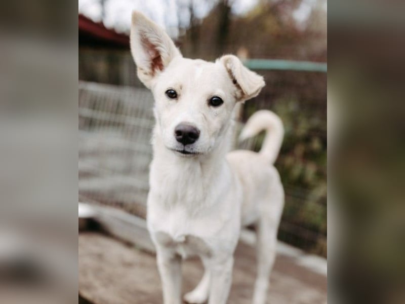 Leni - mutiges junges Hundemädchen