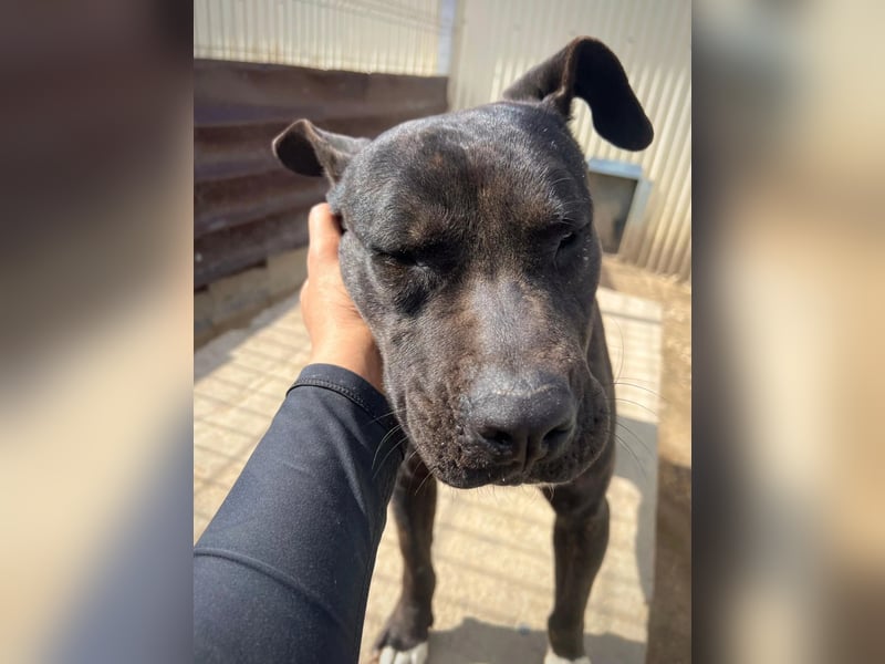 Luna P freundliche verspielte Hündin sucht