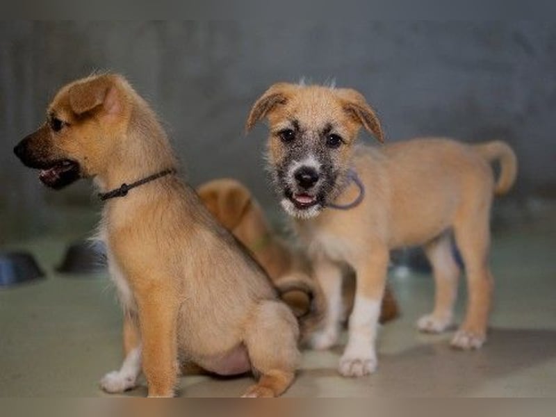 Zauberhafter Welpe Fox