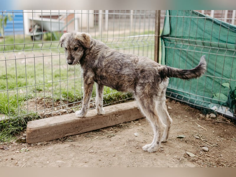 ENIE - verschmustes, menschenbezogenes Welpenmädchen sucht ihre Familie