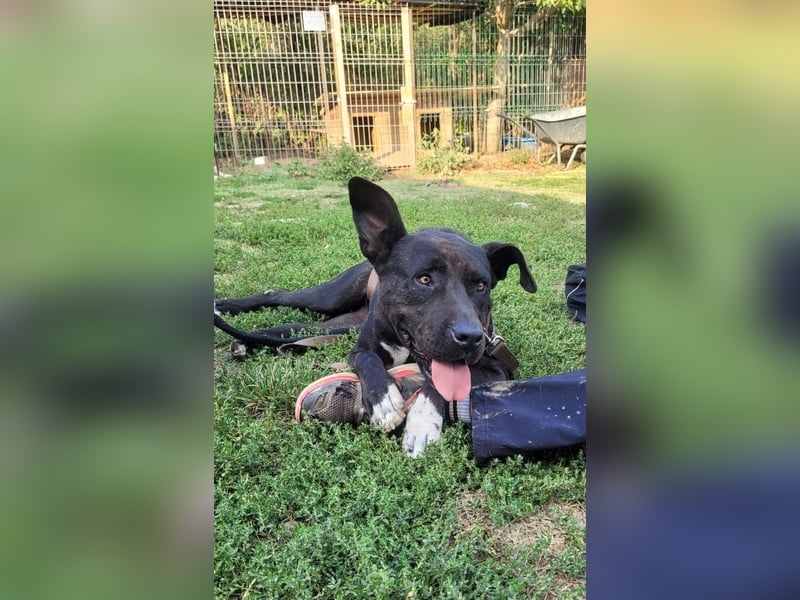 Luna P freundliche verspielte Hündin sucht