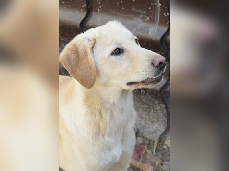 OLINA - wunderschöne und fröhliche Junghündin sucht ihre Menschen