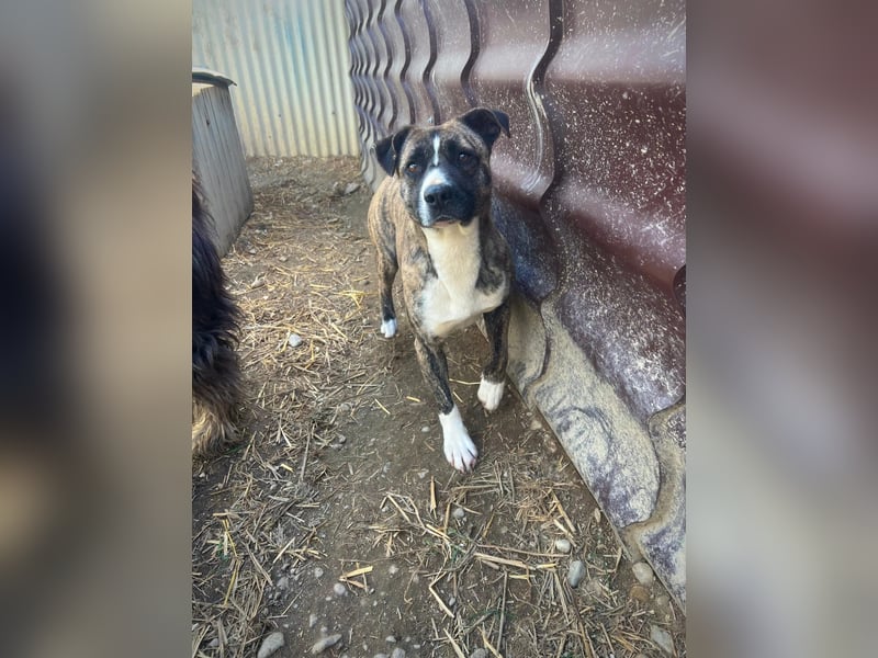 Niky lieb und ein bißchen schüchtern wartet auf seine Menschen Niky lieb und ein bißchen schüchtern wartet auf seine Menschen