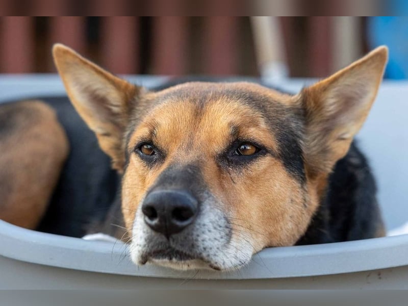 Verschmuster, souveräner Traumhund Rexi sucht seine Familie Verschmuster, souveräner Traumhund Rexi sucht seine Familie