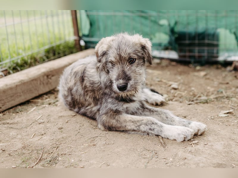 ENIE - verschmustes, menschenbezogenes Welpenmädchen sucht ihre Familie