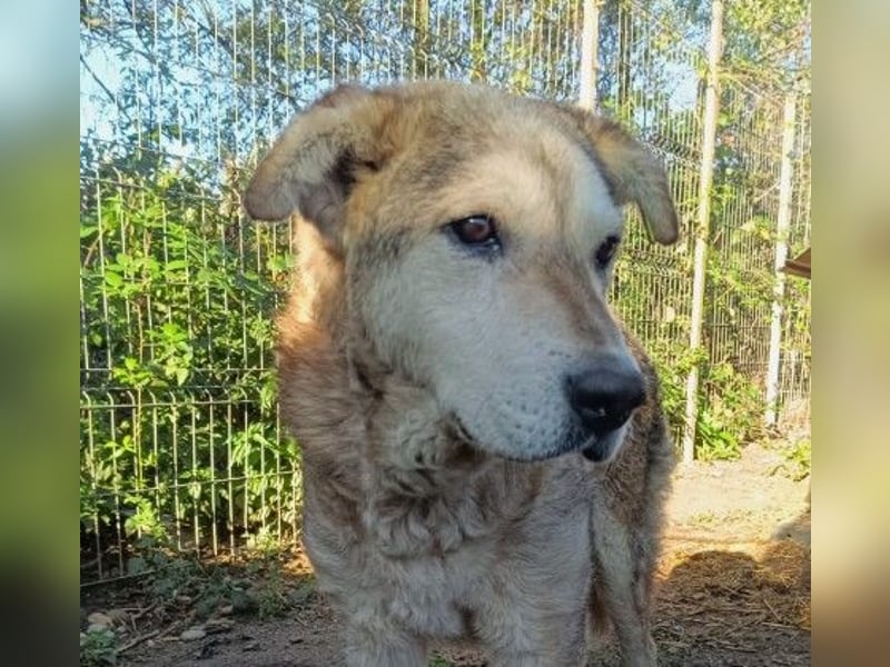 Unser Senior Fred sucht ganz dringend