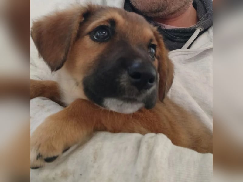 Welpe Emma sucht ihre Herzensmenschen und ein kuscheliges Körbchen