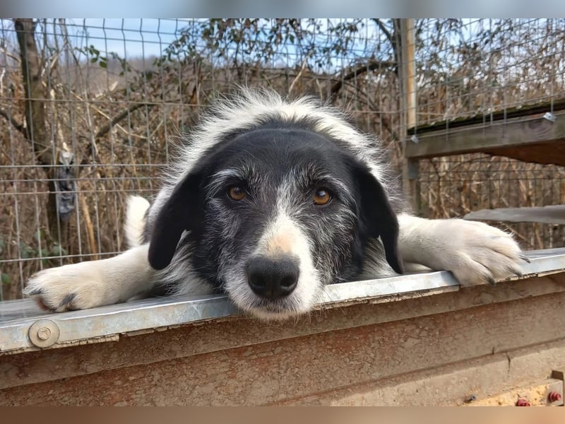 Liebenswerte und ruhige NESCHA