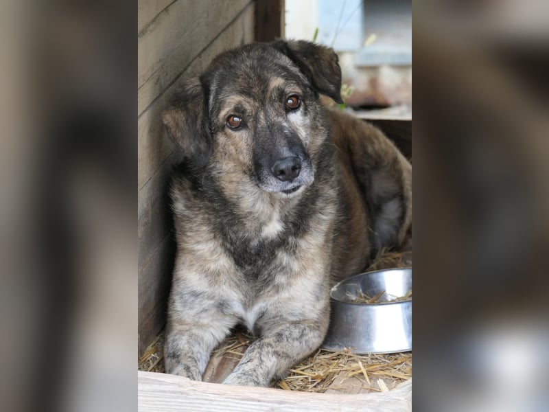 BEGHEI - schüchterner Senior sucht dringend sein Happy End