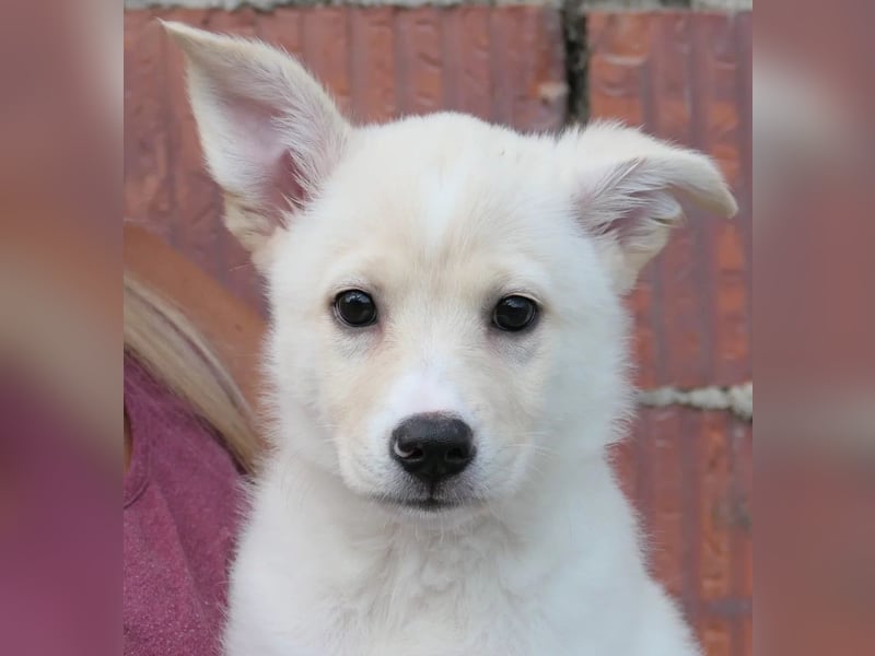 LENI - mutiges, kleines Hundemädchen sucht ihre Familie