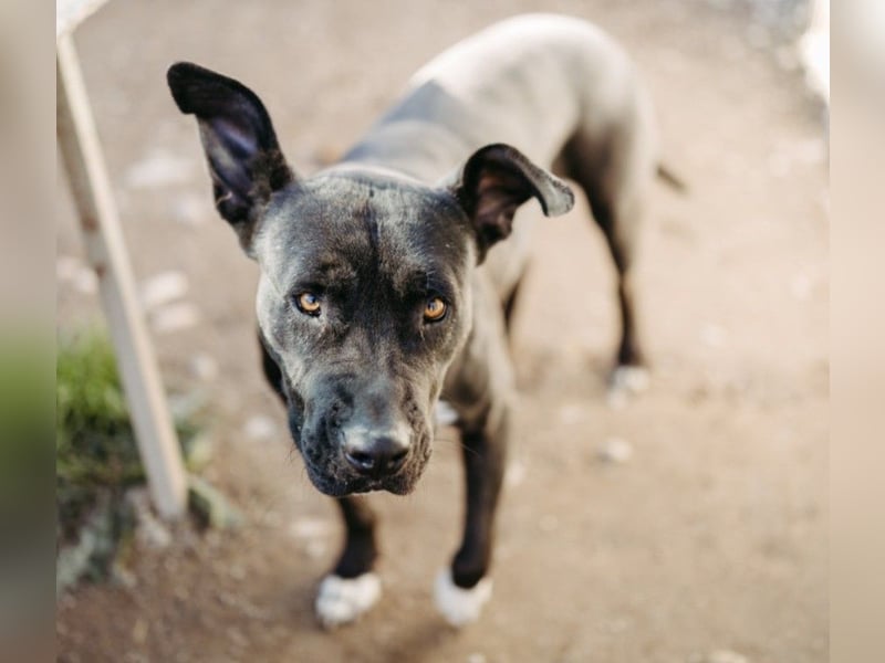 Luna P freundliche verspielte Hündin sucht