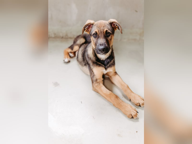 CHARLIE - aufgeweckter Welpenjunge sucht seine Menschen CHARLIE - aufgeweckter Welpenjunge sucht seine Menschen