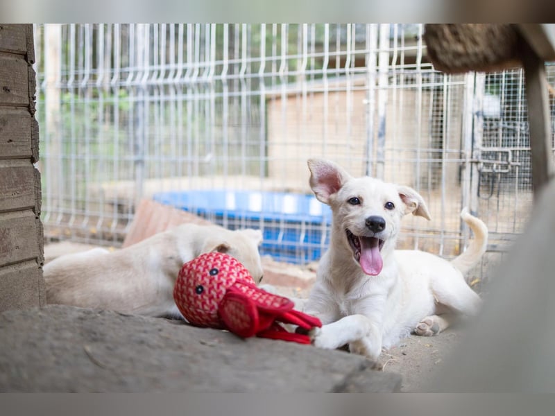 LENI - mutiges, kleines Hundemädchen sucht ihre Familie