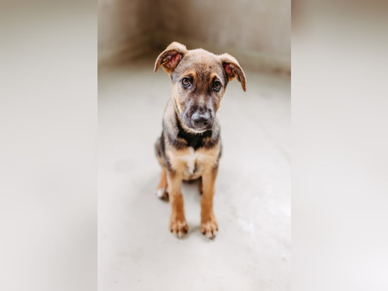 CHARLIE - aufgeweckter Welpenjunge sucht seine Menschen CHARLIE - aufgeweckter Welpenjunge sucht seine Menschen