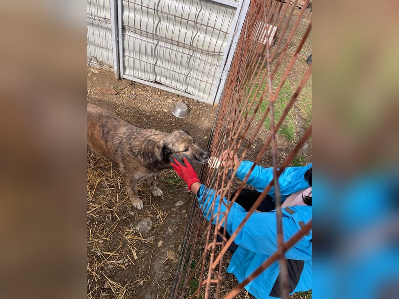 Beghei ruhiger Senior sucht