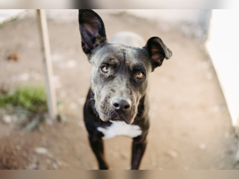 Luna P freundliche verspielte Hündin sucht