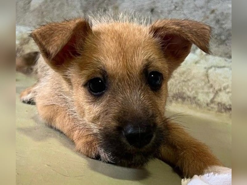 Zauberhafter, lieber Fynn sucht seine Familie