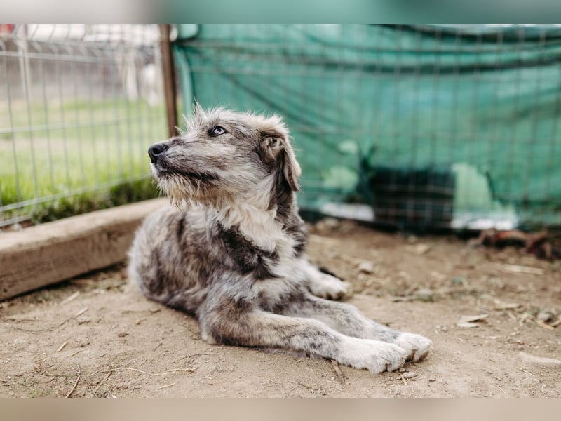 ENIE - verschmustes, menschenbezogenes Welpenmädchen sucht ihre Familie