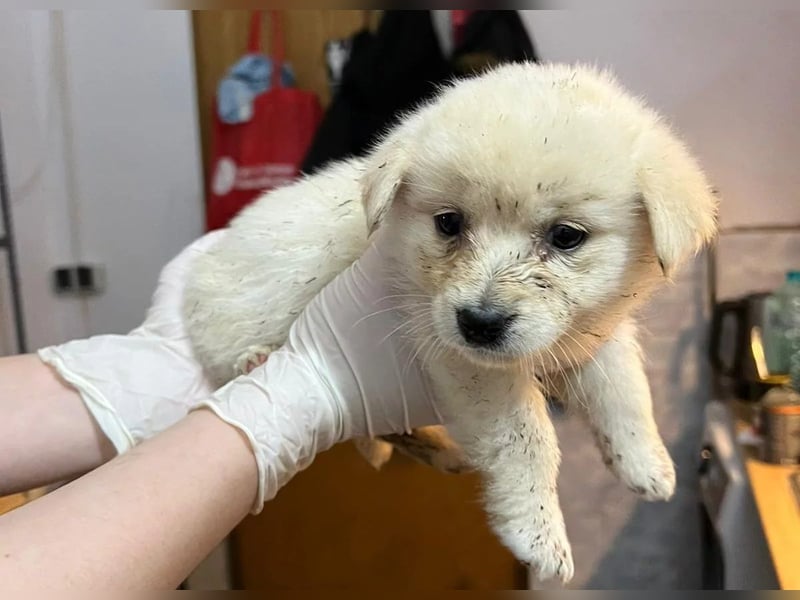 Eisbärmädchen Sunny sucht ihre Herzensmenschen Eisbärmädchen Sunny sucht ihre Herzensmenschen