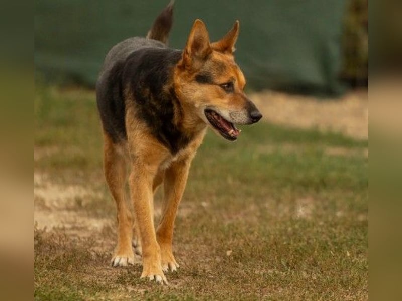 Verschmuster, souveräner Traumhund Rexi sucht seine Familie Verschmuster, souveräner Traumhund Rexi sucht seine Familie