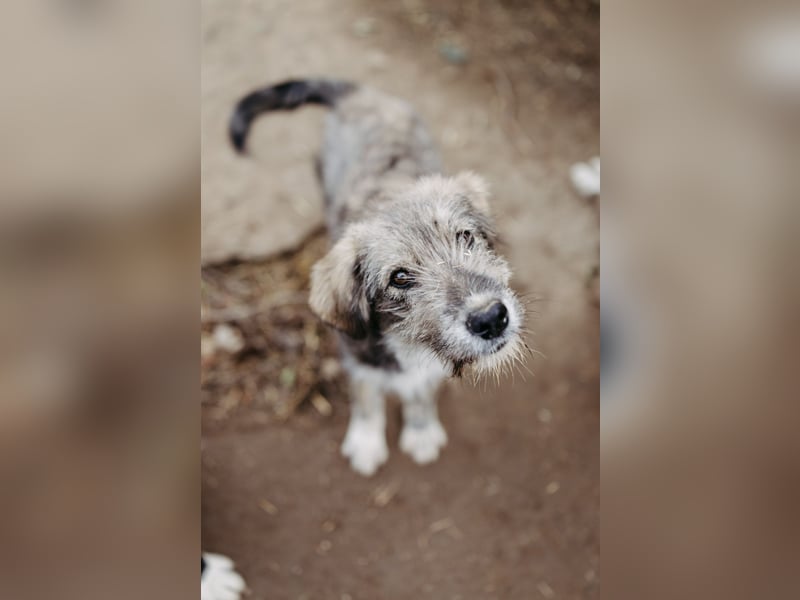 ENIE - verschmustes, menschenbezogenes Welpenmädchen sucht ihre Familie