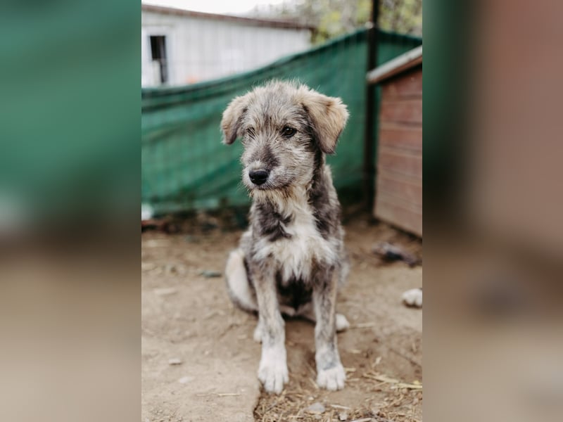 ENIE - verschmustes, menschenbezogenes Welpenmädchen sucht ihre Familie