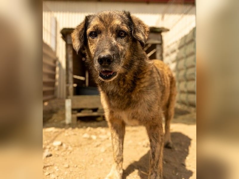 Beghei ruhiger Senior sucht