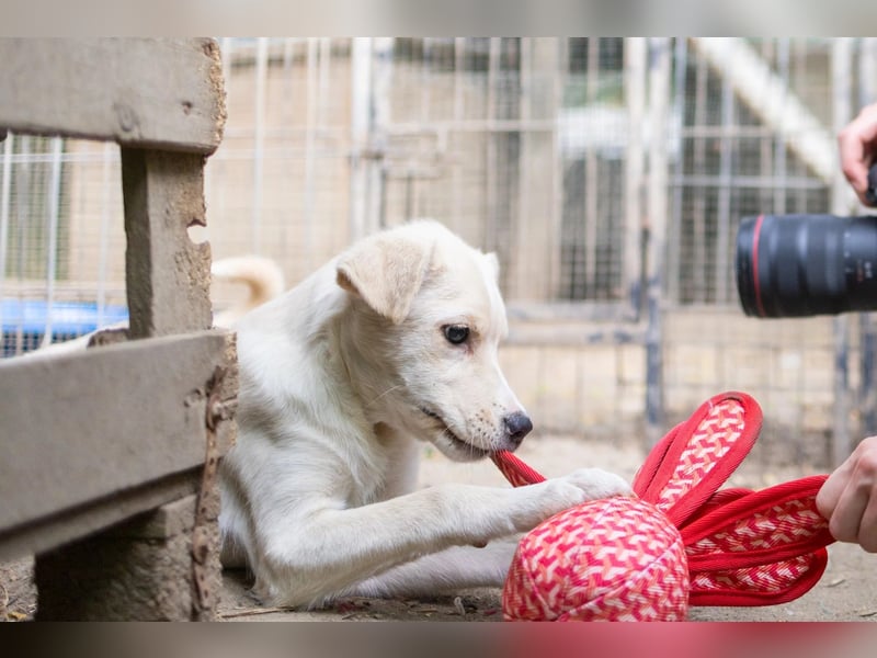 LENI - mutiges, kleines Hundemädchen sucht ihre Familie