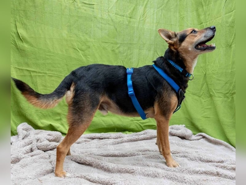 Verschmuster, souveräner Traumhund Rexi sucht seine Familie Verschmuster, souveräner Traumhund Rexi sucht seine Familie