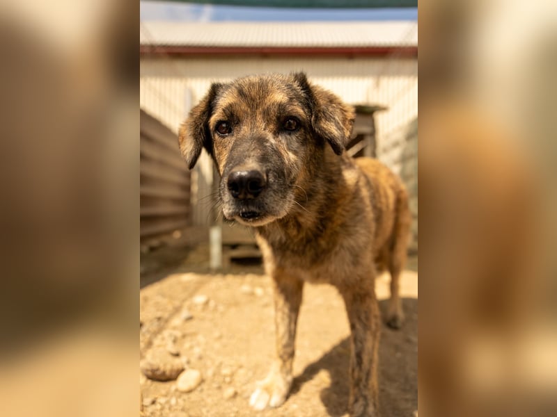 Beghei ruhiger Senior sucht