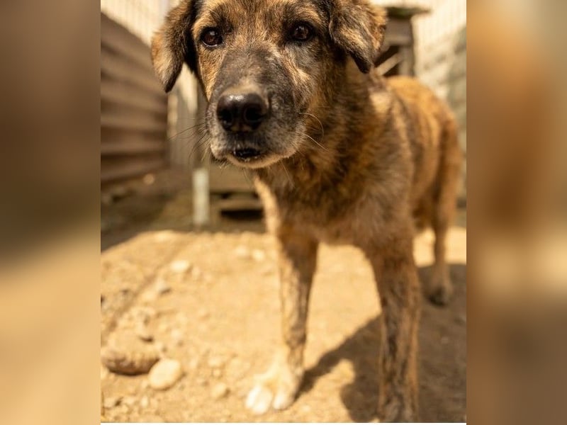 Beghei 11 Jahre braucht dringend ein warmes Plätzchen zum Winter