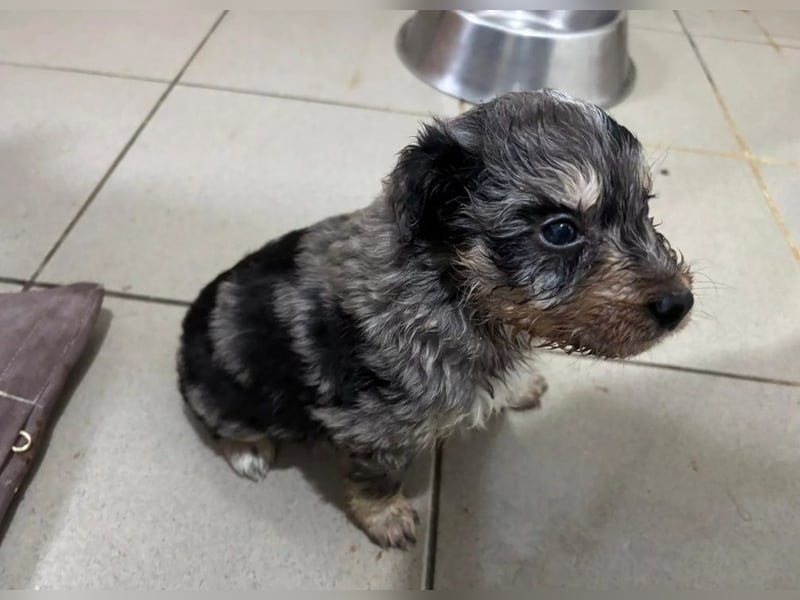 Unser toller Marmor sucht seine Familie