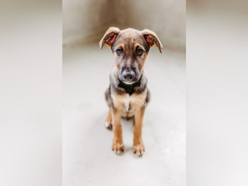CHARLIE - aufgeweckter Welpenjunge sucht seine Menschen CHARLIE - aufgeweckter Welpenjunge sucht seine Menschen