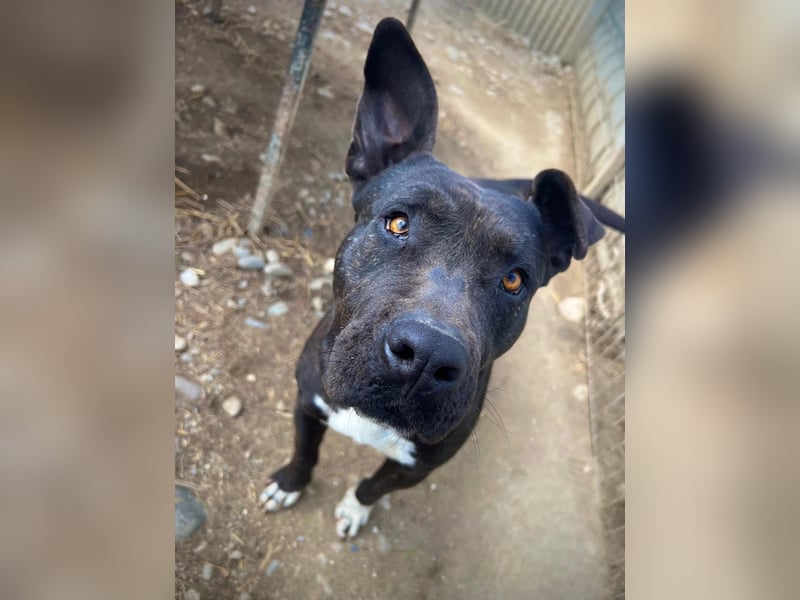 Luna P freundliche verspielte Hündin sucht