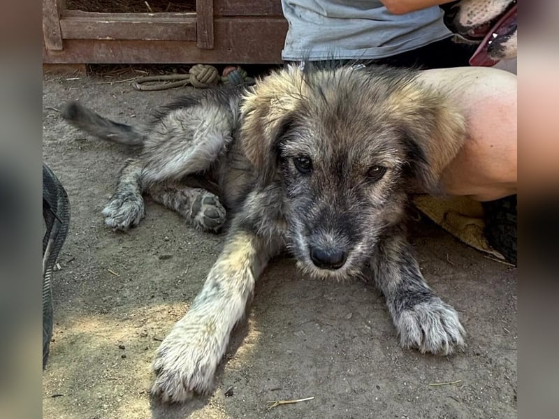 ENIE - verschmustes, menschenbezogenes Welpenmädchen sucht ihre Familie