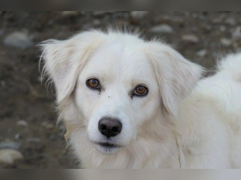 Schüchterne, wunderschöne Leslie sucht liebevolles Zuhause