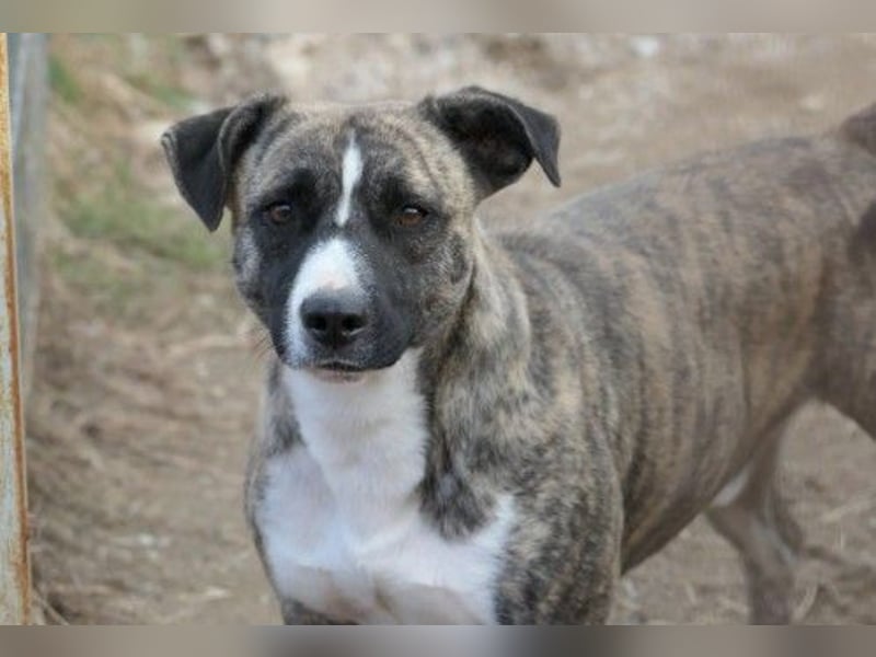 Niky lieb und ein bißchen schüchtern wartet auf seine Menschen Niky lieb und ein bißchen schüchtern wartet auf seine Menschen