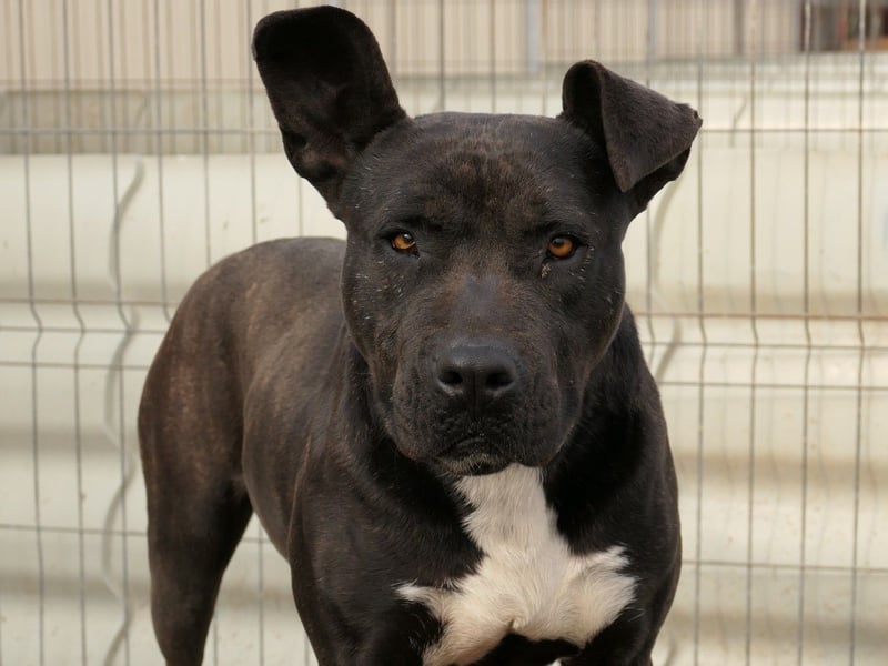 Luna P freundliche verspielte Hündin sucht